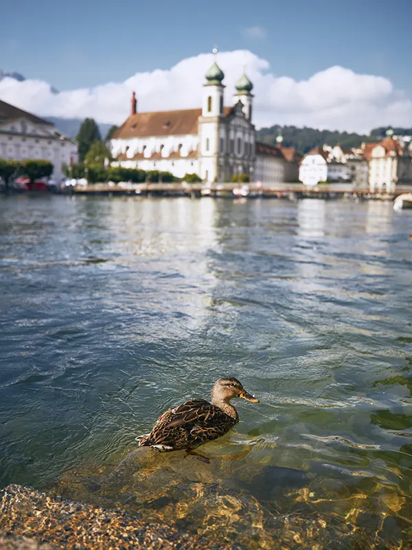 Umzugsunternehmen Luzern Angebote vergleichen